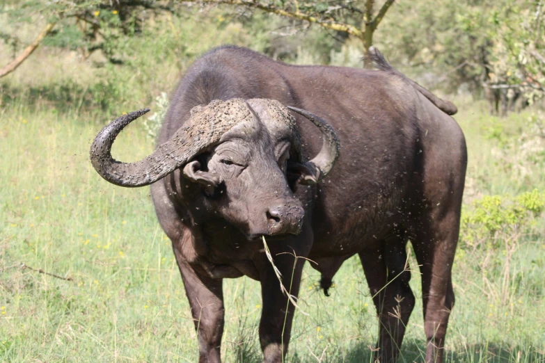 an animal that is standing in the grass