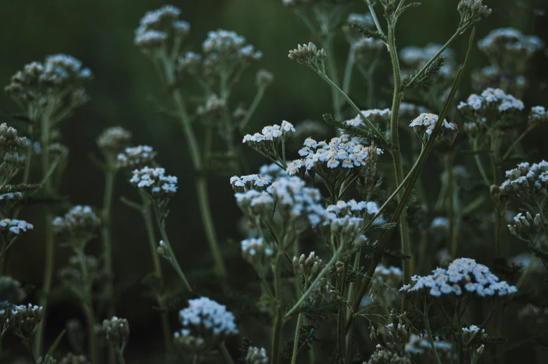 blue flowers are in a green and gray field