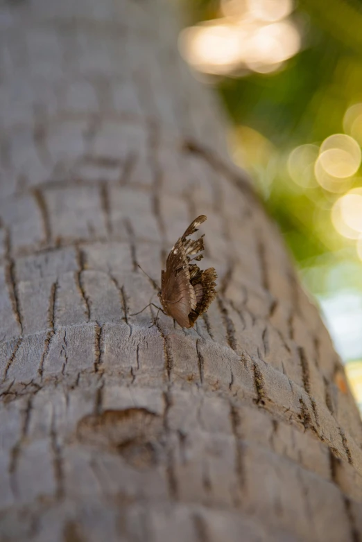 a small, moth sitting on a nch with its wing extended