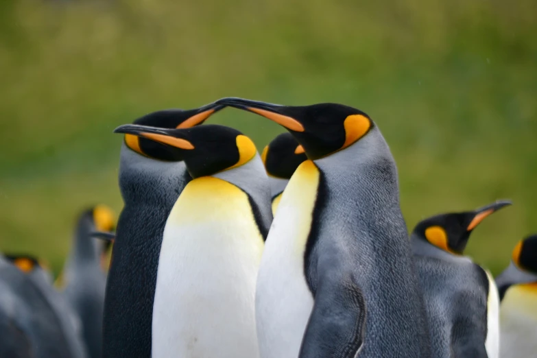 a group of penguins with yellow spots on their chests