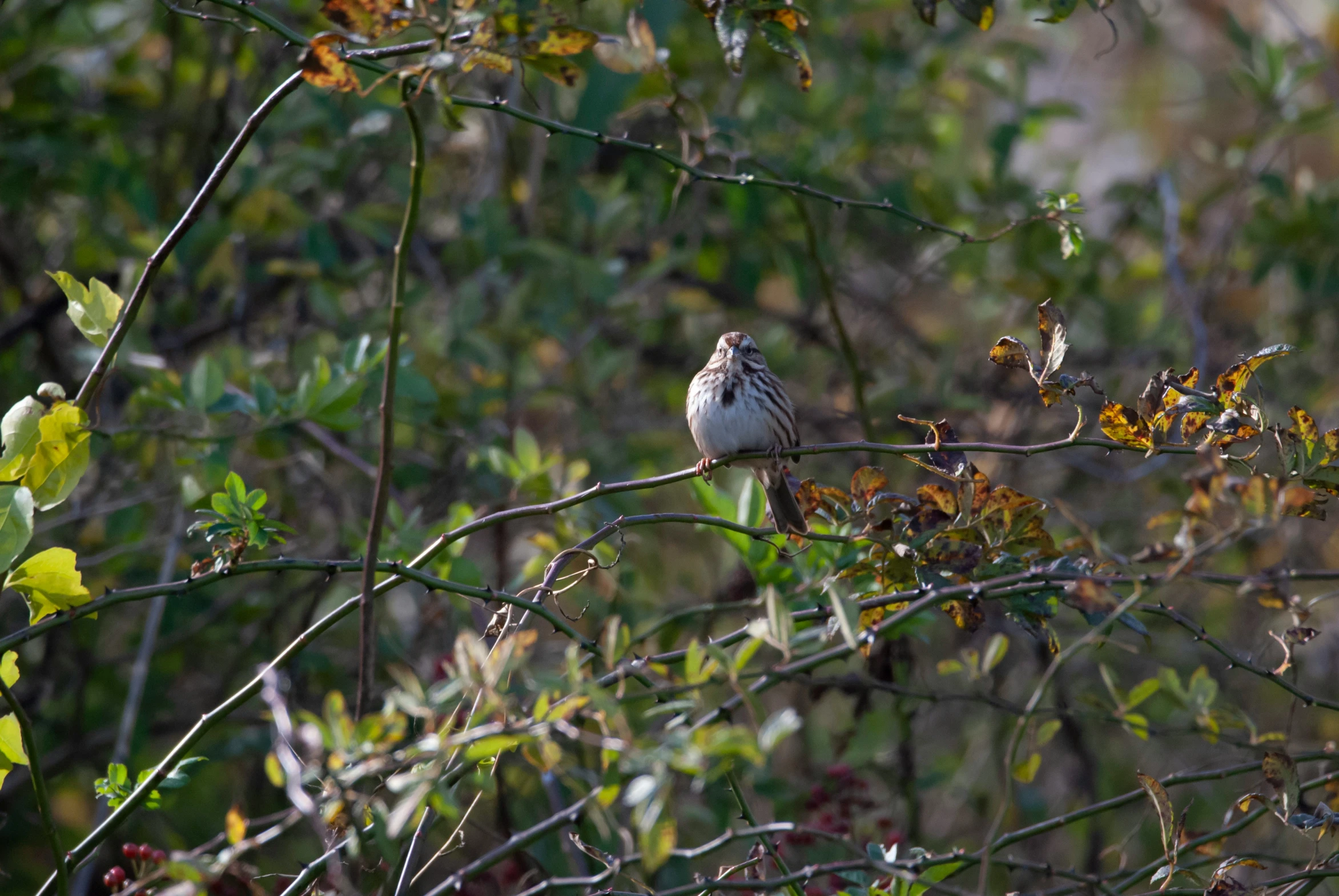 a small white and blue bird perched on a tree nch