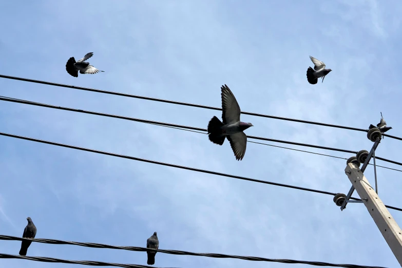 a flock of birds that are standing on wires