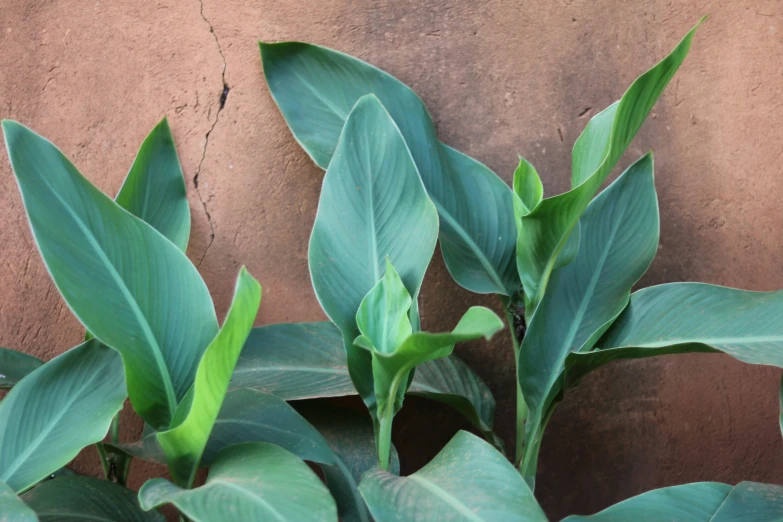 leaves on green stems against a brown background