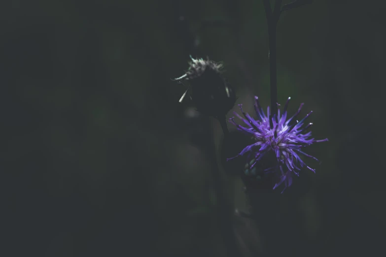 purple flower sitting on top of a green stalk