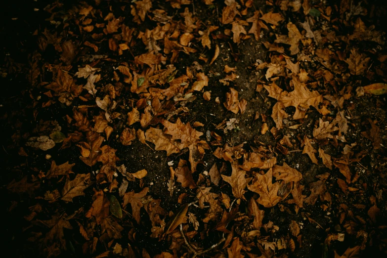 a pile of dead leaves in the middle of the woods