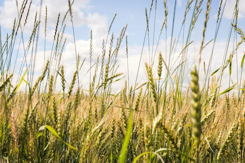 a field with green and brown grass under a blue sky