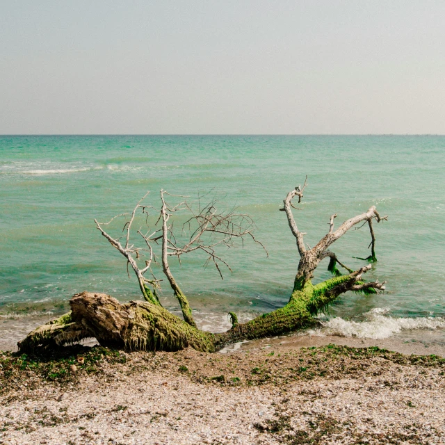 there is a dead tree on the shore of the water