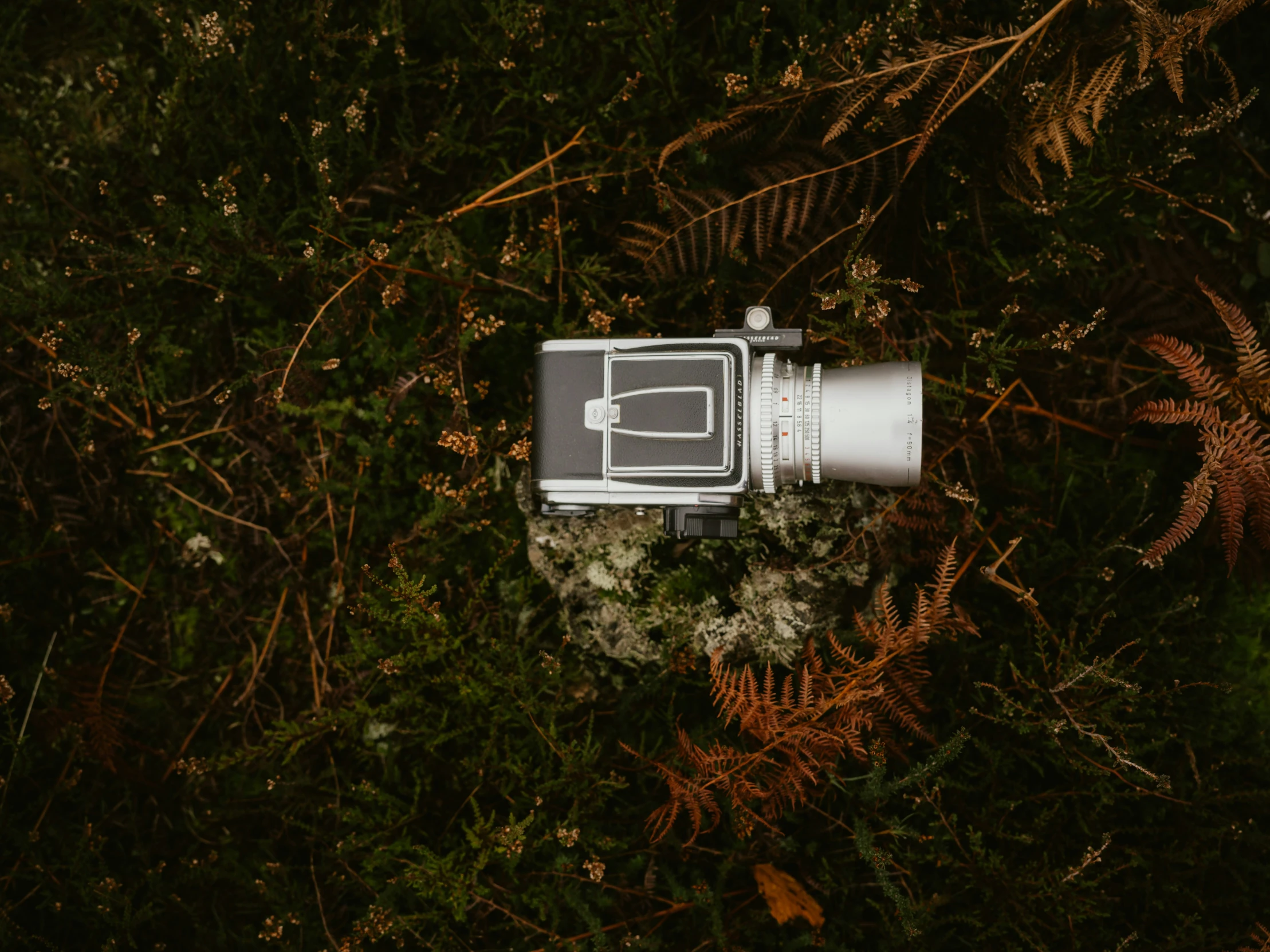 a camera on top of some plants looking down