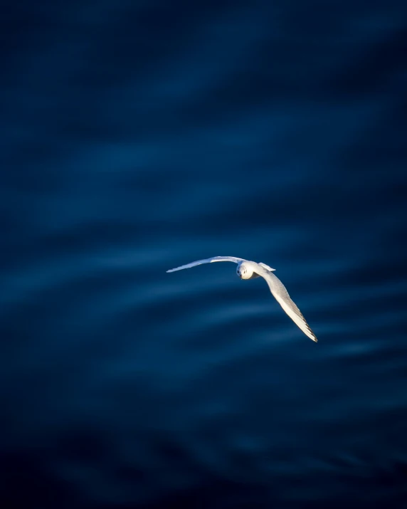 a white bird is flying over the ocean