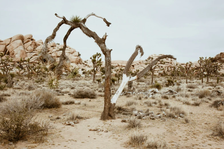 a yuccah tree in the middle of a desert