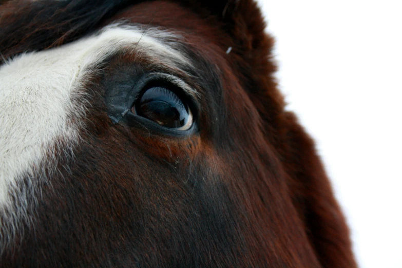 a brown and white horse with dark eyes