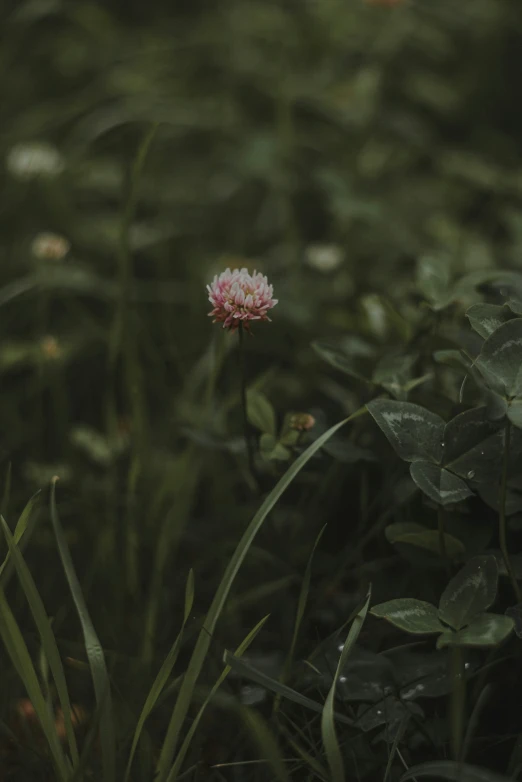 an orange flower standing on top of a lush green field