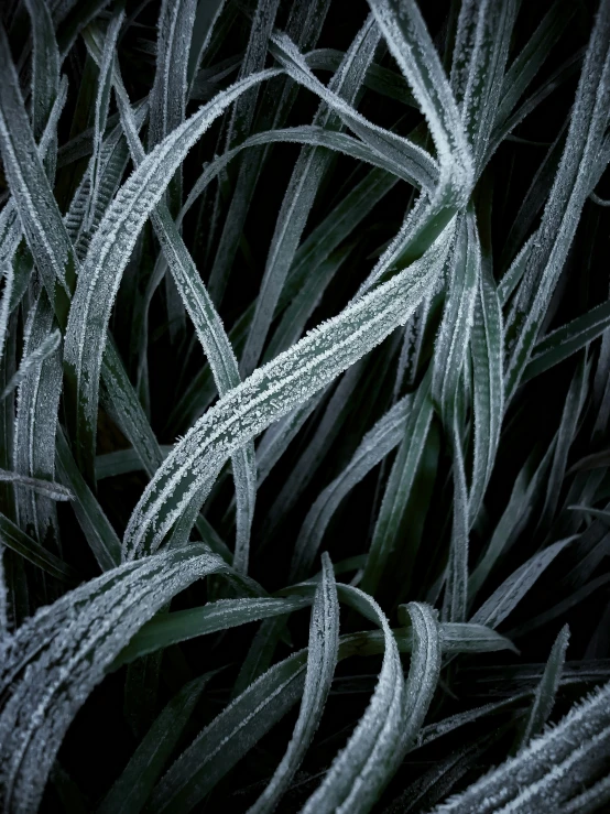 a picture of frosted grass with some small drops