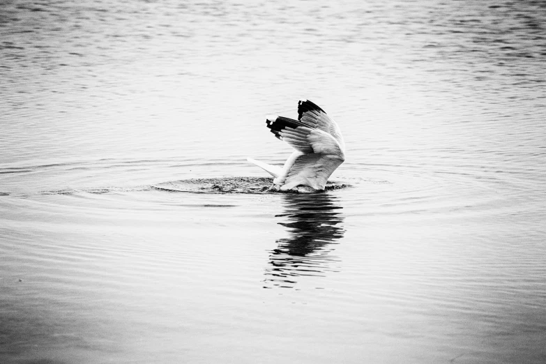 black and white pograph of seagull flying over water