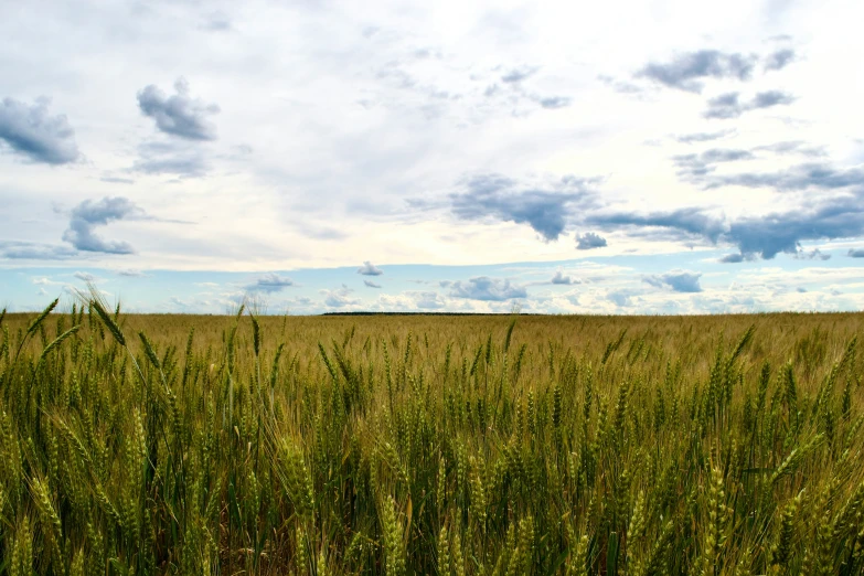 a very big grassy field with clouds over it