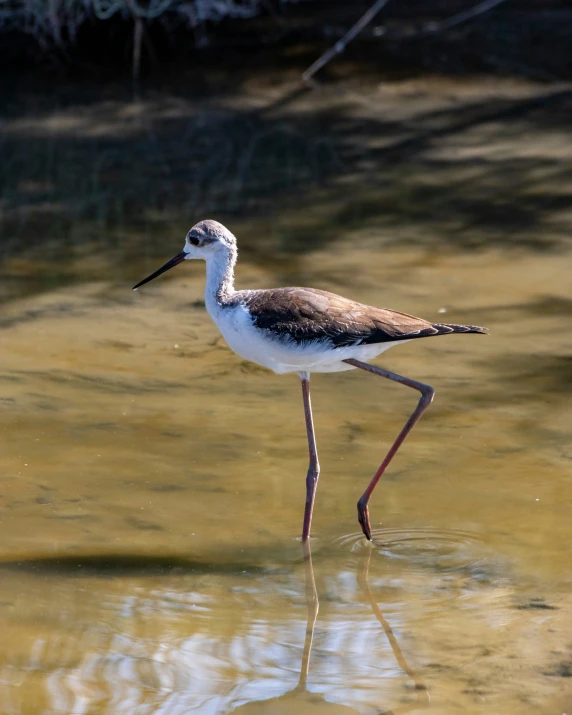 a bird standing in some water near a stream