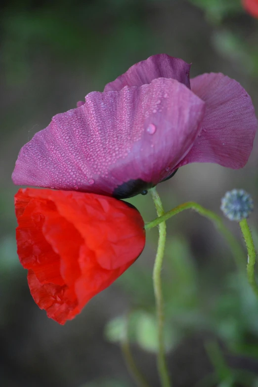 red and pink flowers are in the middle of some greenery