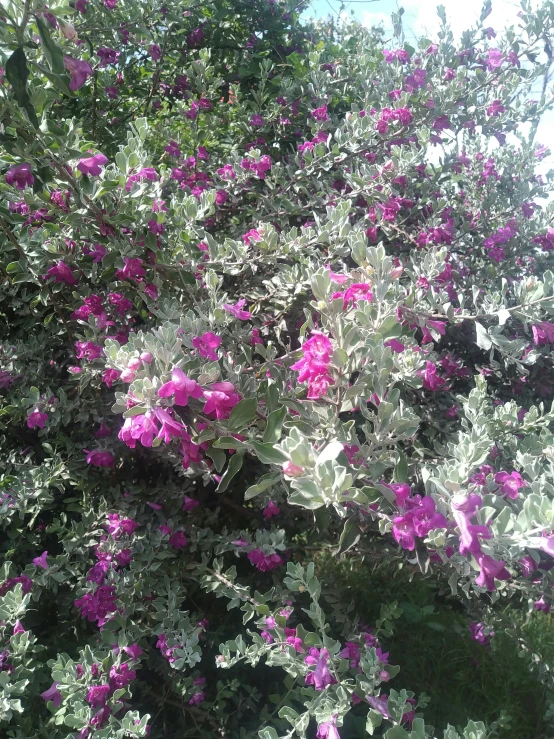 the pink and green flowers are in bloom