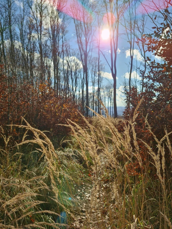 trees and brush line a road as the sun rises