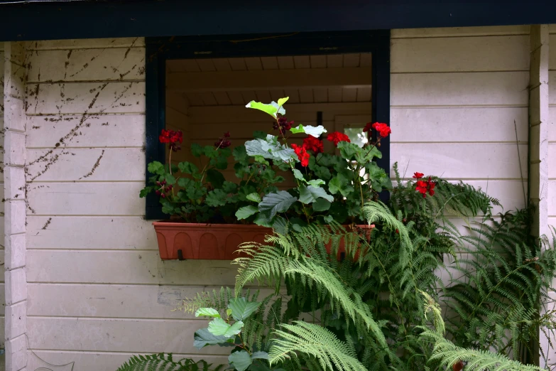 a house with red and green flowers in a window box