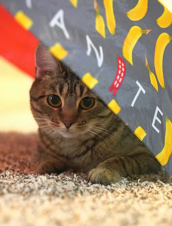 the cat is hiding under the umbrella on the carpet
