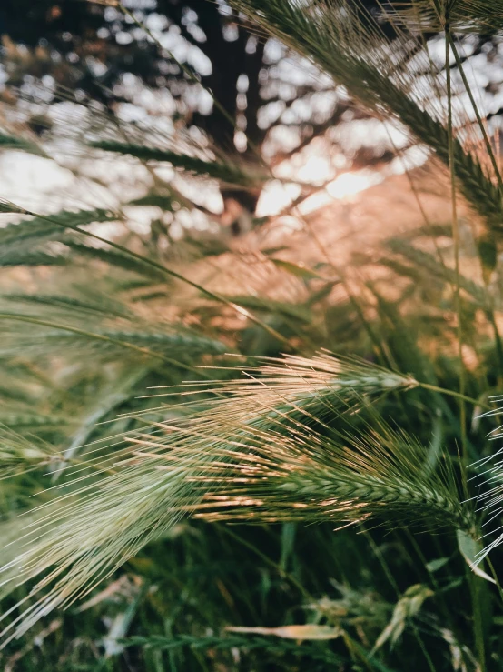 grass growing in the park with lots of trees in background