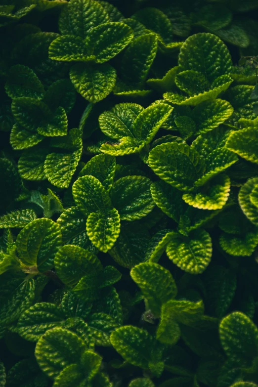 a lot of green leaves that are on top of the plant