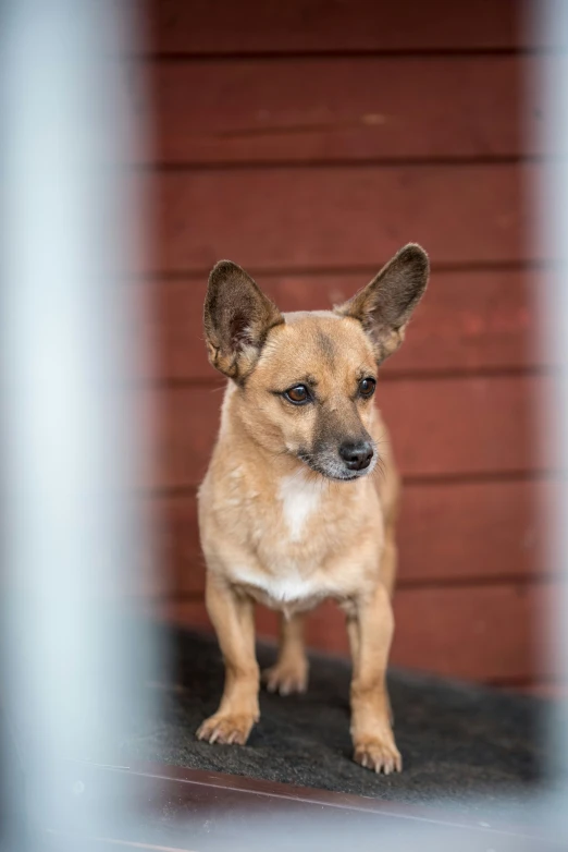 a tan dog standing on a patio next to a building