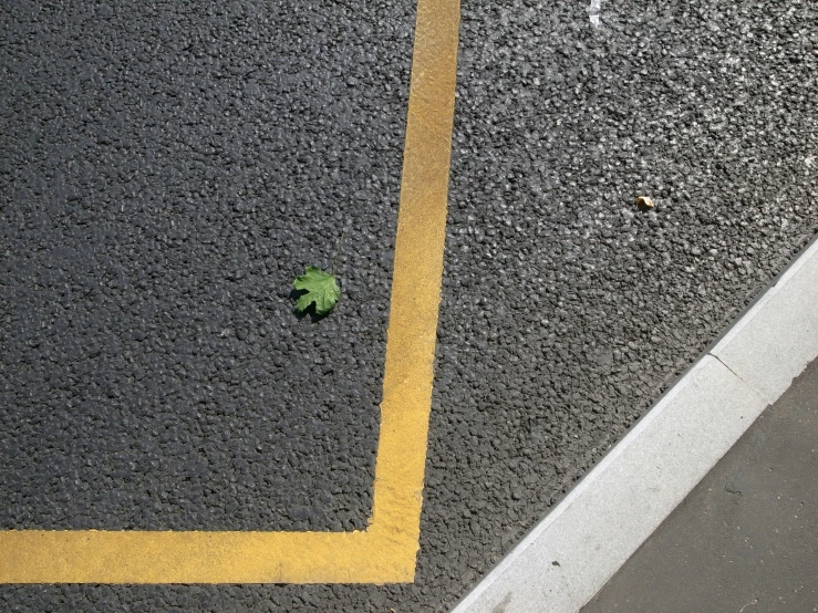 a green flower that is laying on the pavement