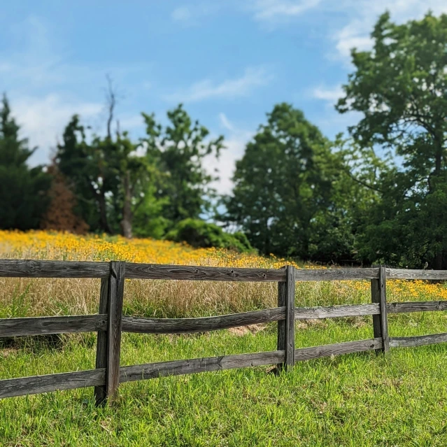 a fenced field with green grass and yellow flowers