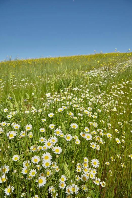 some daisies growing and some wildflowers on a hill