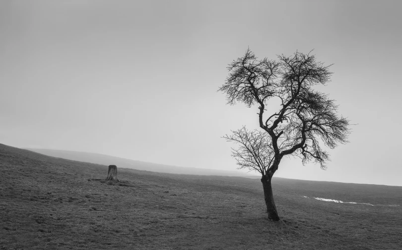 two animals are walking on the hilly field