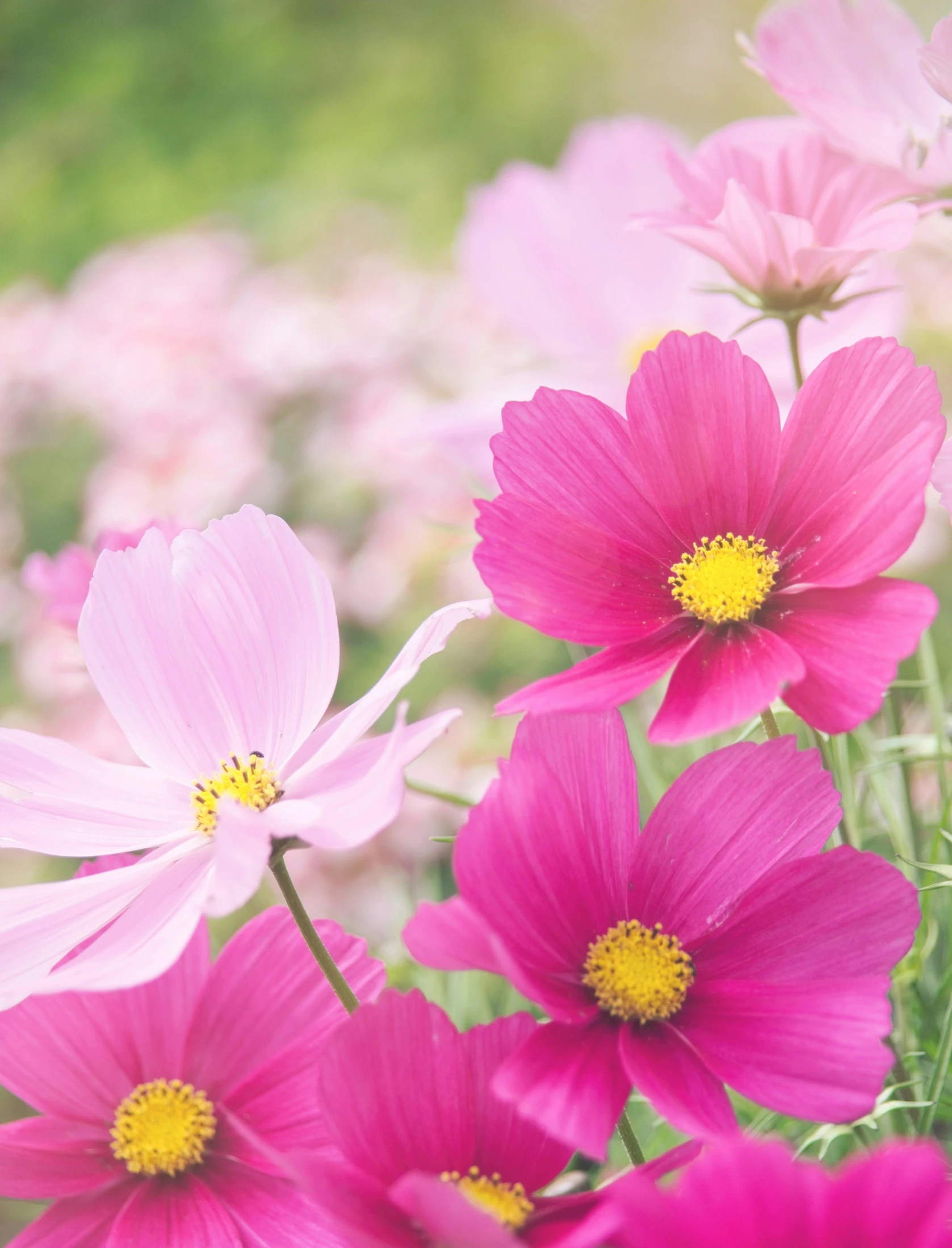 purple and pink flowers are in the grass