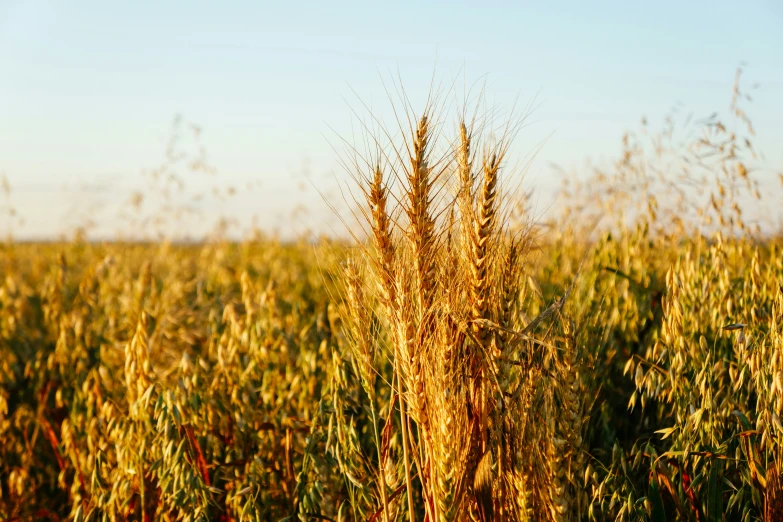 a view of a grassy plain of a very big field