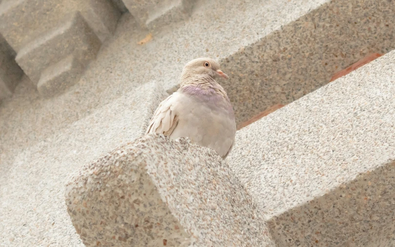 a pigeon is perched on the cement