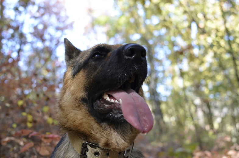 a dog in the woods with its tongue hanging out