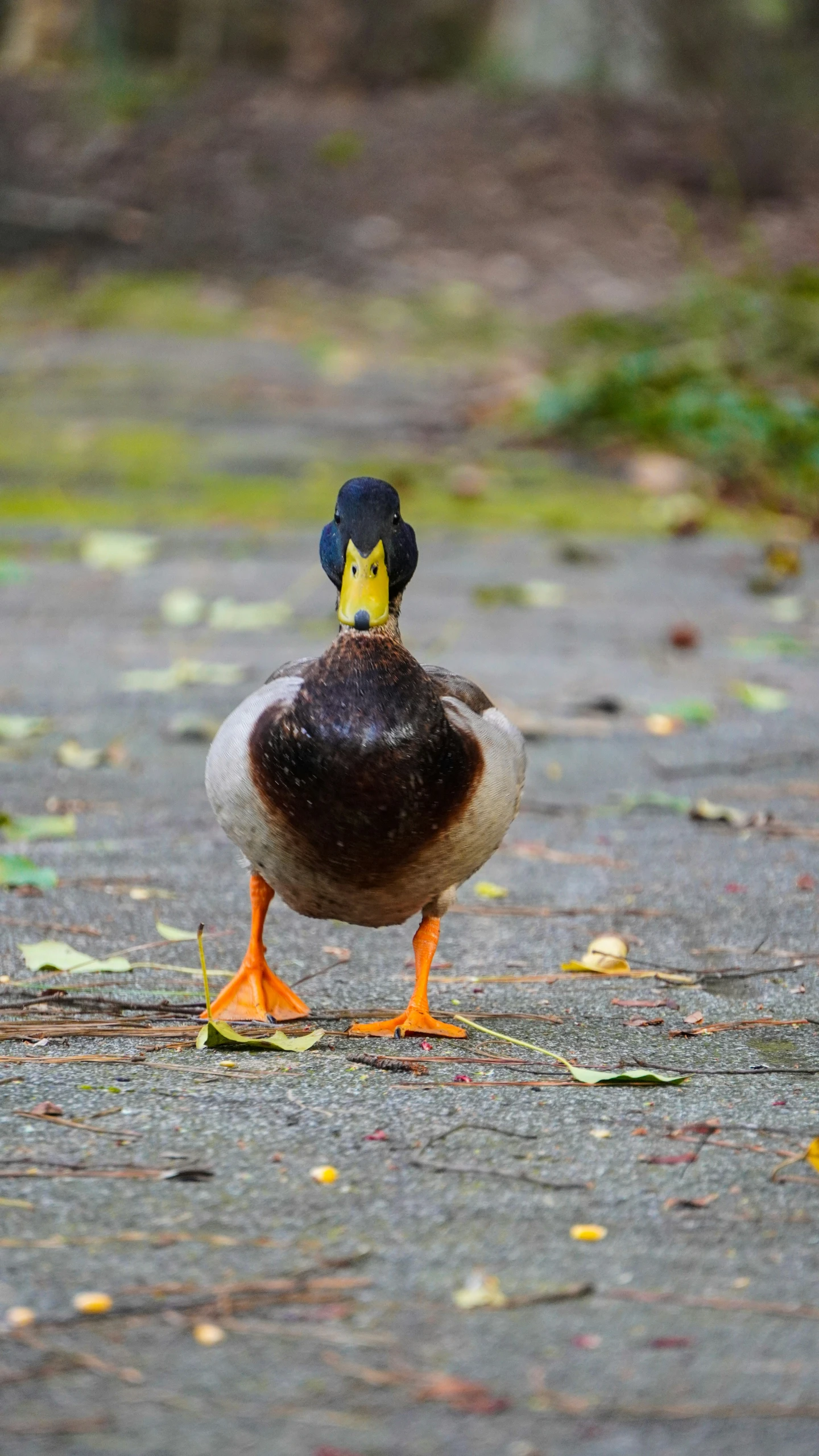 an adult mallard with blue and yellow beak standing in an area with fallen leaves