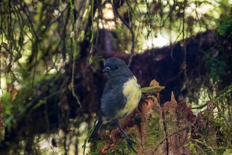 a small bird perched on top of a stump in the forest