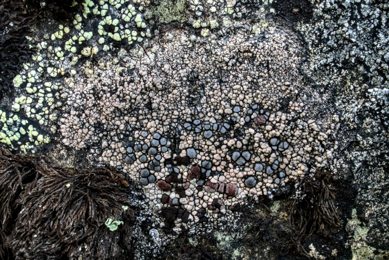 an aerial view of various rocks and plants