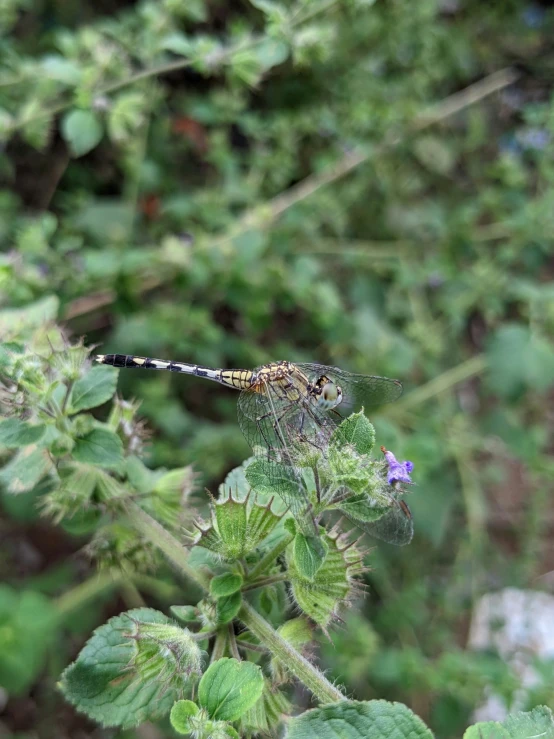 the dragonfly is sitting on the plant