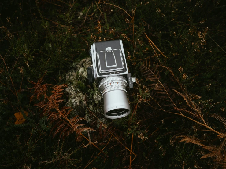 a camera on some tree nches taken from above