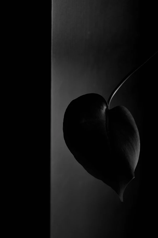 a black and white pograph of an apple