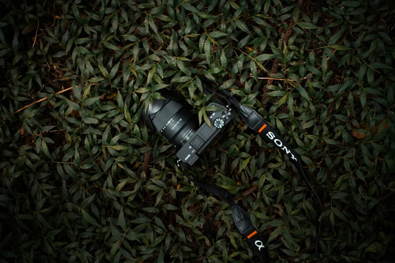 a camera sitting on top of a lush green ground