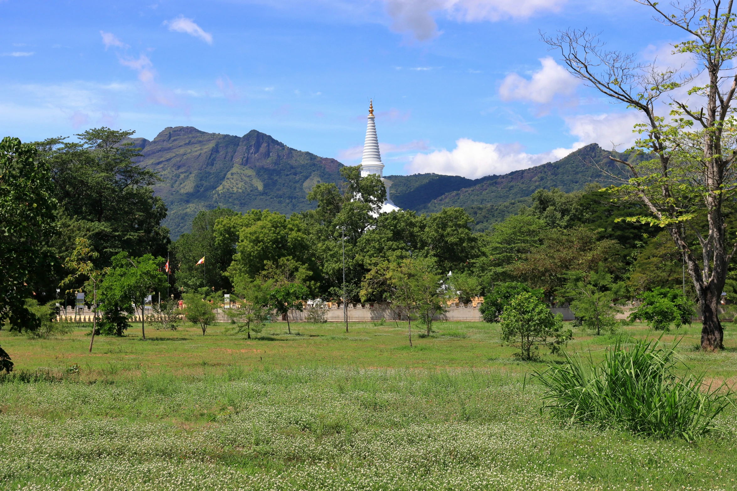 large grassy field with a tall mountain in the background