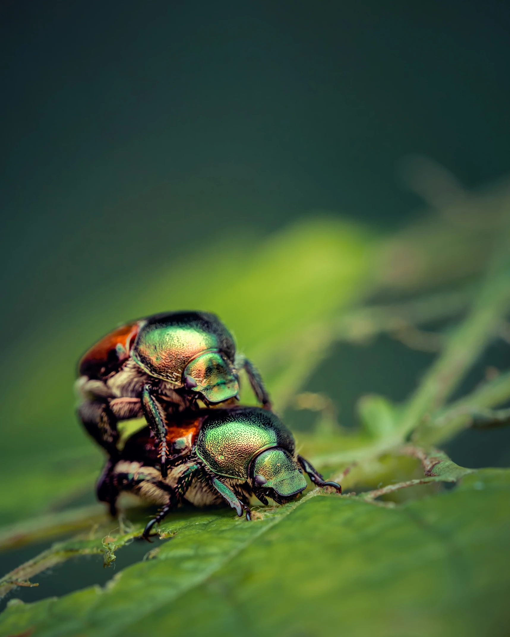 green metallic bugs standing on a leaf