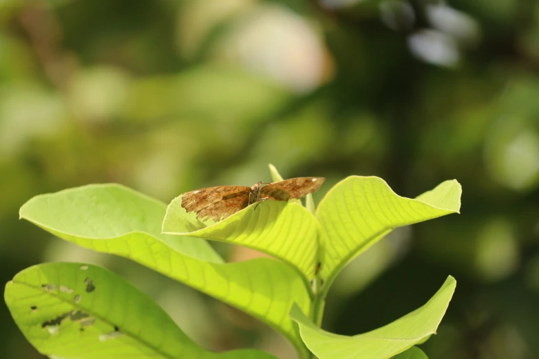 the little bug is sitting on top of a leaf