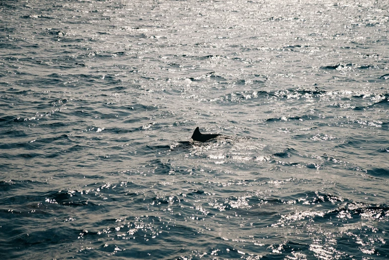 a bird flying over some ocean water