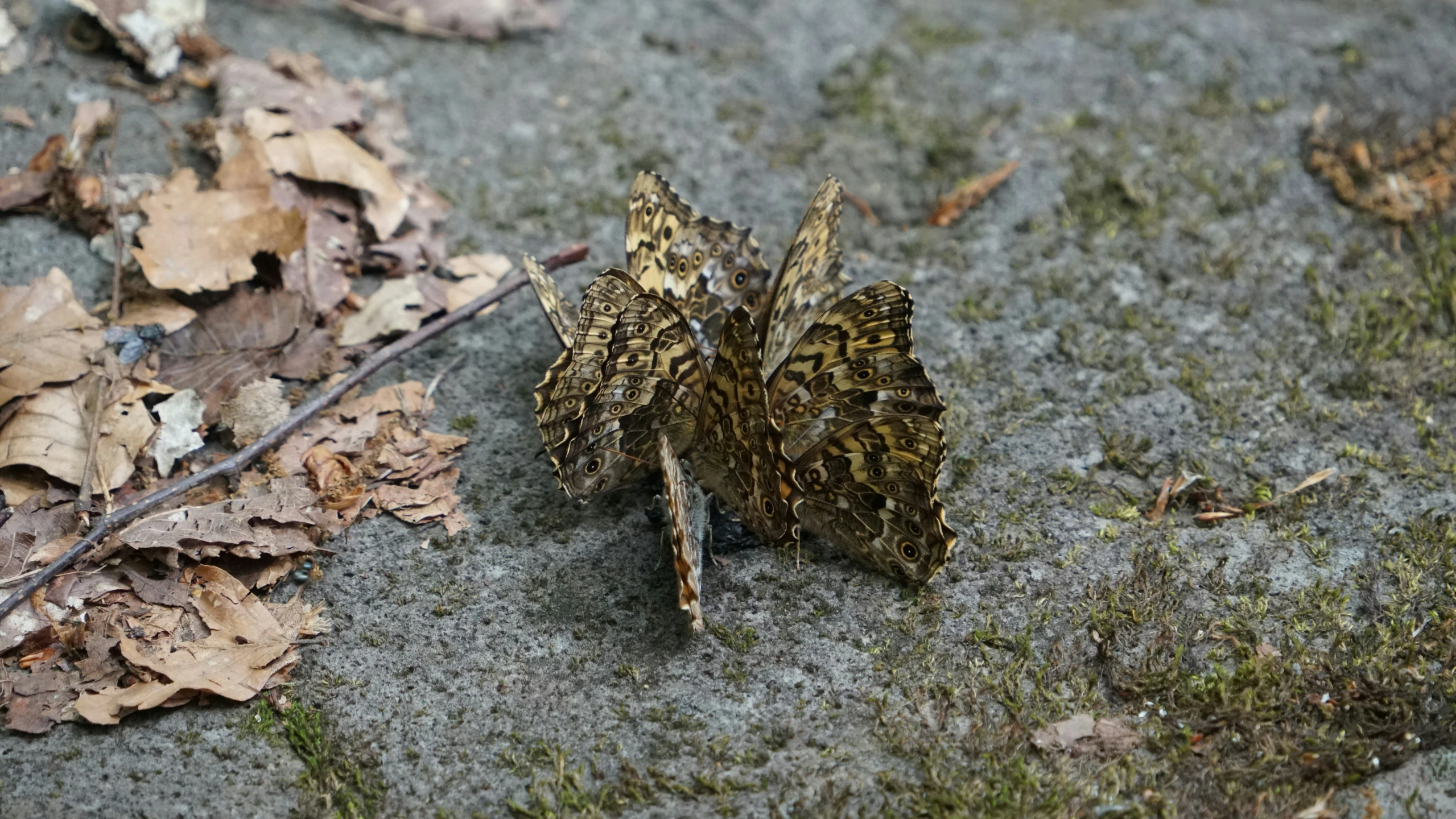 a moth sits on top of leaves and dirt