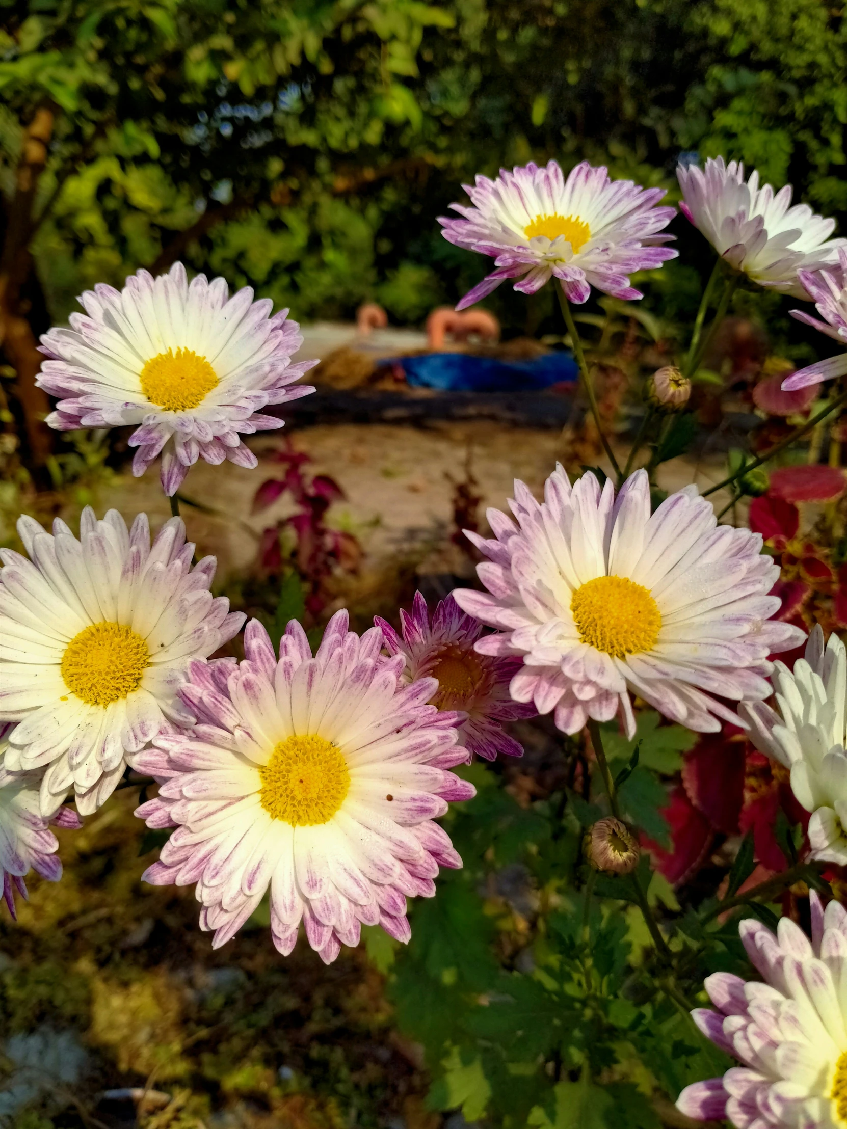 white and pink flowers with green leaves behind