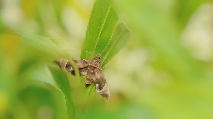 a green plant with a brown bug on it